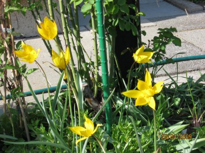 Tulipa sylvestris.jpg