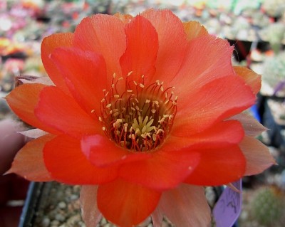 RIMG0013.JPG