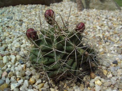 Malter  bis 15.5.09 018.jpg