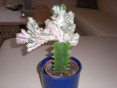 CIMG1089_600_450.jpg
