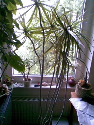 Dracea_1.jpg