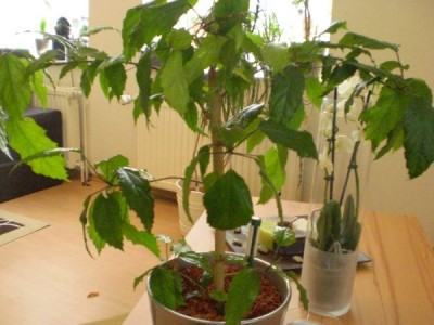CIMG1090_600_450.jpg