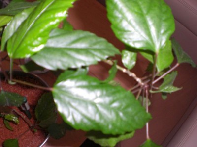 CIMG1091_600_450.jpg