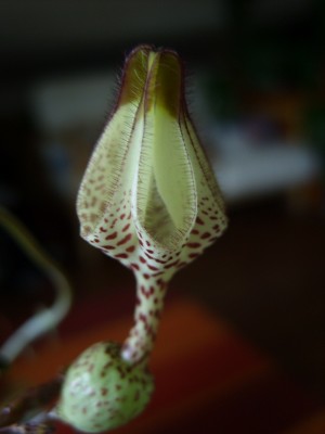 Leuterblumen 004.jpg