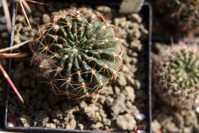 Echinopsis Hybride A079 Kadmos - 27.05.2009.jpg