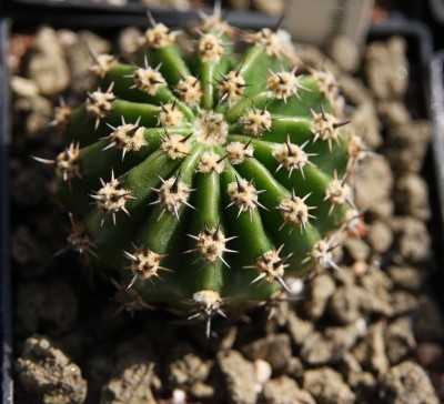 Echinopsis Hybride Gut - 27.05.2009.jpg
