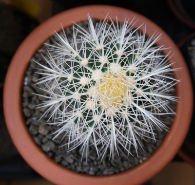 Echinocactus grusonii v. alba - 27.05.2009 - 2.jpg