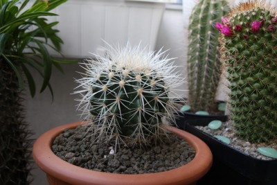 Echinocactus grusonii v. alba - 27.05.2009 - 1.jpg