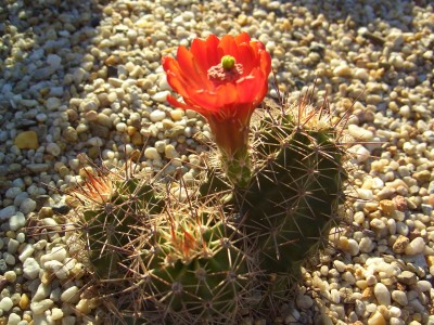 Malter  bis 25.5.09 050.jpg