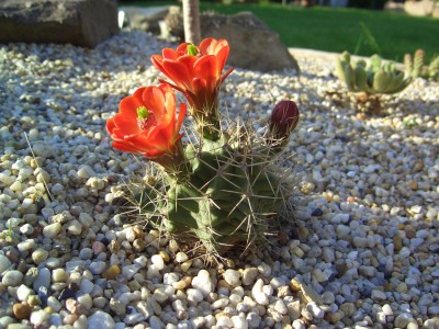 Malter  bis 25.5.09 067.jpg