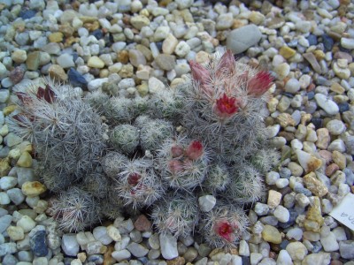 Malter  bis 25.5.09 080.jpg