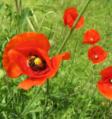 Osmia-im-Mohn.JPG