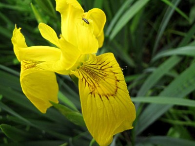 Iris-pseudacorus-mit-Dasytes-plumbeus-Bleischwarzer-Haarkaefer.JPG