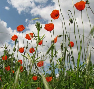 Klatschmohn.JPG