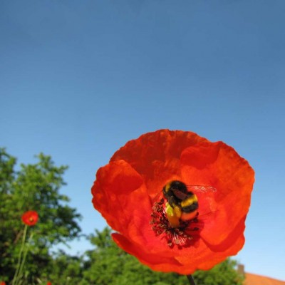 002-in der Morgensonne.JPG