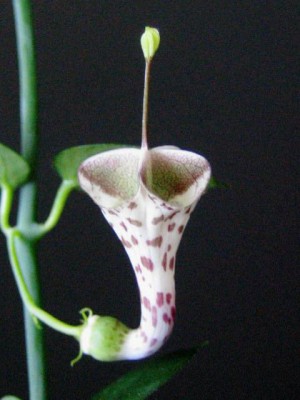 haygarthii ex Makatini_0788.JPG