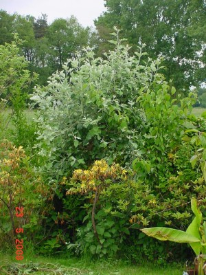 Silberpappel 0509.jpg