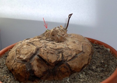 Schildi am 28.05.09.jpg