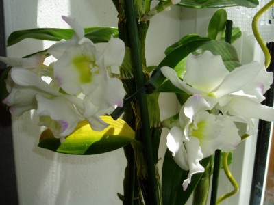 Dendrobium Nobile zum 3x.JPG