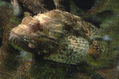 w-fisch.jpg