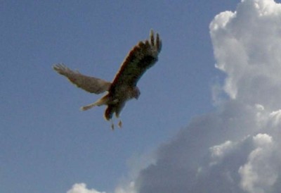 Bussard-Ruettelflug.jpg