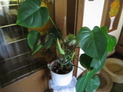 Monstera 002.JPG