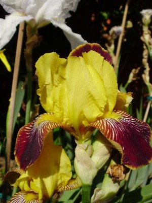 P5240001 (Medium).JPG