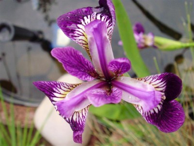 P5260029 (Medium).JPG