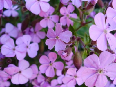 P5240010 (Medium).JPG