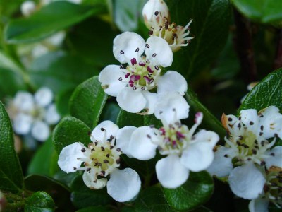 P5240018 (Medium).JPG