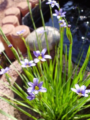 P5240014 (Medium).JPG