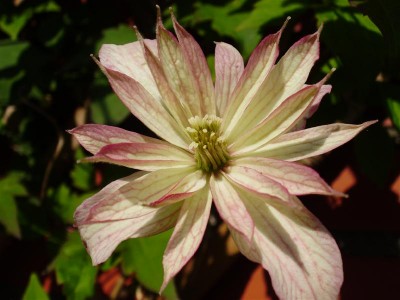 P5240004 (Medium).JPG