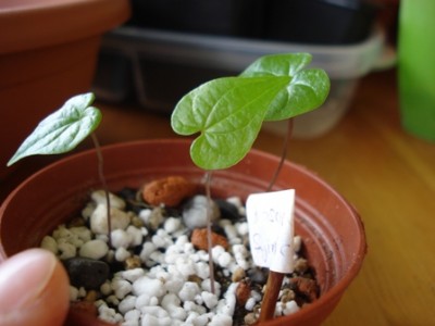 Dioscorea Sylvaticas.jpg