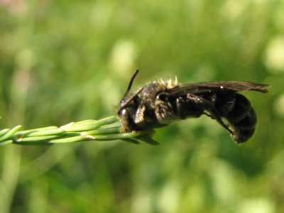 Chelostoma-florisomne-schlaeft-am-Spargel-nass-vom-Regen.JPG