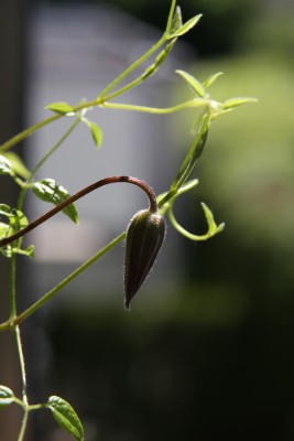 Clematis Knospe - 29.05.2009.jpg