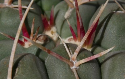 Thelocactus hexaphodrous Knospen - 29.05.2009 - 1.jpg