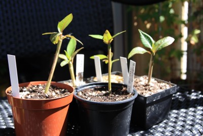 Plumikindergarten - 29.05.2009 - 1.jpg