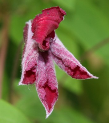 Clematisblüte - 29.05.2009 - 1.jpg