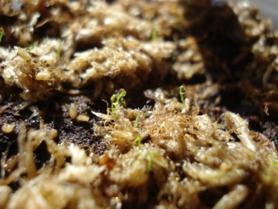 Drosera Capensis Keimlinge.jpg