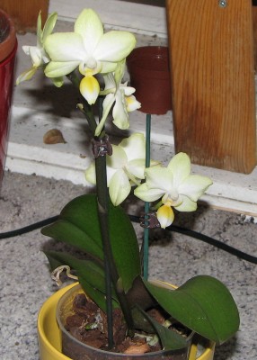 Phalaenopsis.jpg