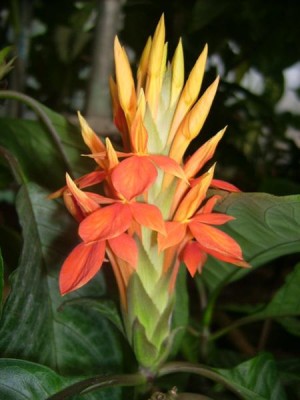 Green 078 (Medium).jpg