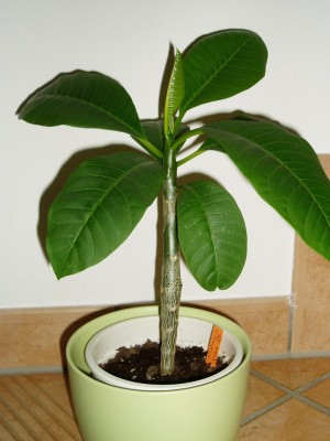 Plumeria von Jura.JPG