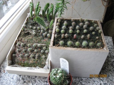 Green2009_2315.jpg
