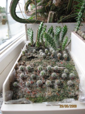 Green2009_2317.jpg