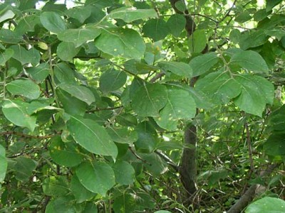 baum.jpg