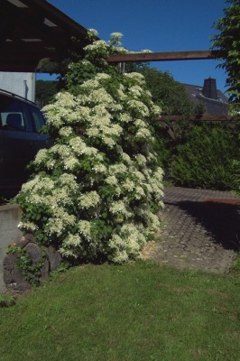 Kletterhortensie 2.jpg
