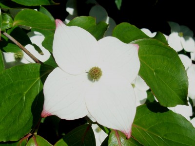 Cornus kousa chinensis - Typ Böhlje - 4.jpg