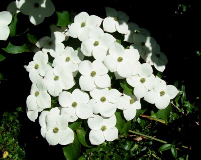 Cornus kousa chinensis - Typ Böhlje - 5.jpg