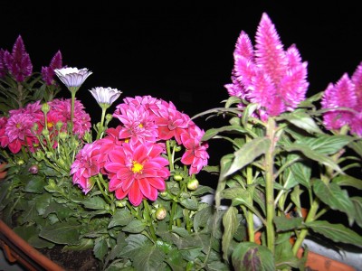 rosa dahlie und celosia.JPG