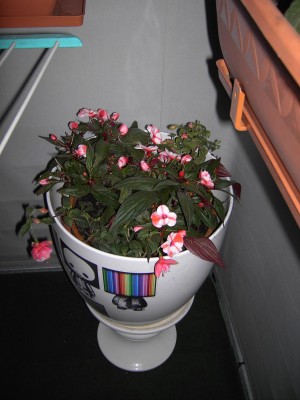 fuchsie impatiens.JPG